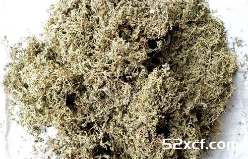 鹅不食草的功效与作用及禁忌