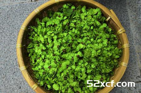 榆钱鸡蛋饼电饼铛的做法-用电饼铛做的榆钱鸡蛋饼-我爱下厨房