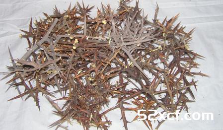 皂角刺的功效与作用