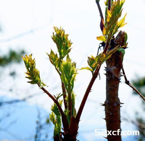 刺老芽什么时候采摘好？刺老芽的采摘方法