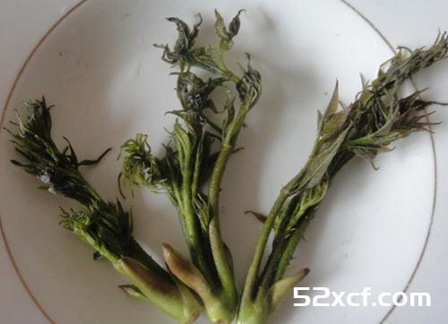 刺老芽什么时候采摘好？刺老芽的采摘方法