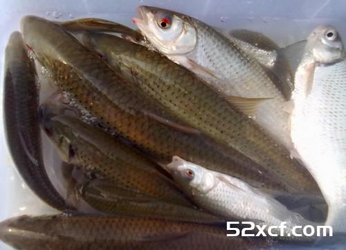 鳟鱼的营养价值及食用禁忌