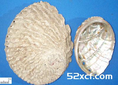 石决明的功效与作用及食用方法讲解-我爱下厨房