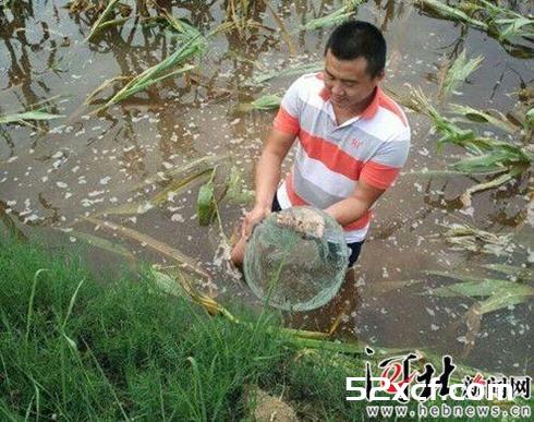 河北沧州疑现“仙女虾”疑似2亿年前生物(图)