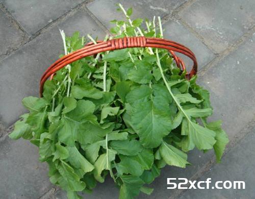 萝卜缨能吃吗？萝卜缨可以吃吗？