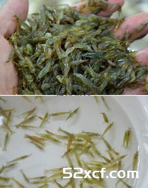 小米虾卷饼的做法