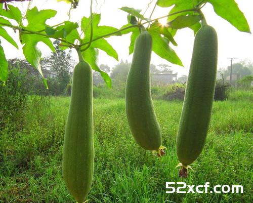 丝瓜是寒性的吗？