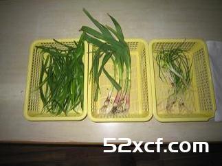 多吃葱,韭菜,蒜可杀除夏季病菌