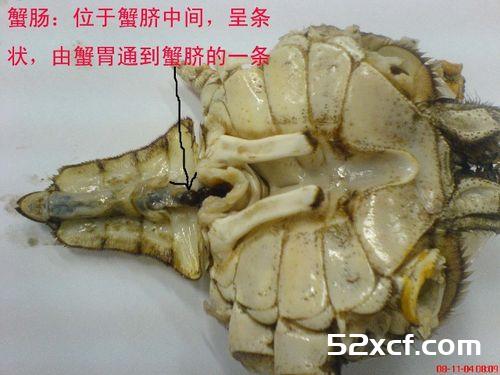 大闸蟹不能吃的部位图解
