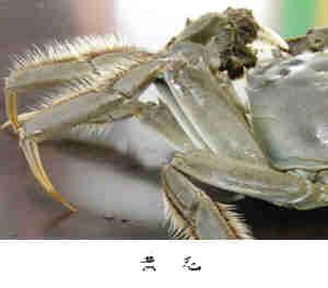 茶油螃蟹的做法
