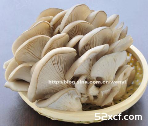 挑选新鲜平菇的方法图文讲解