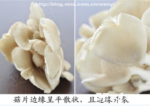 挑选新鲜平菇的方法图文讲解