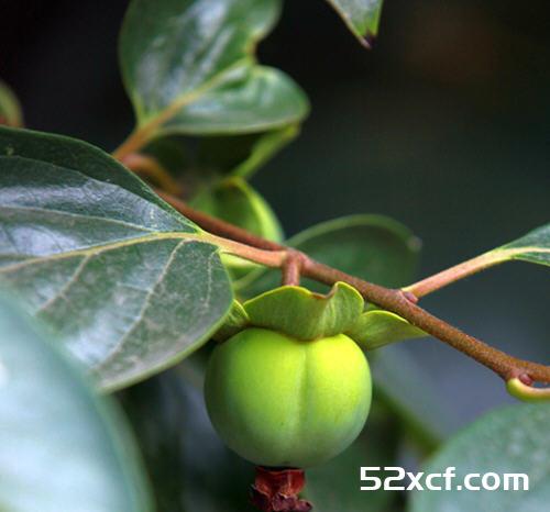 柿子叶能治胃病吗？柿子叶能修护胃黏膜治胃炎吗
