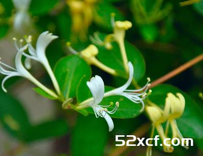 生活中常用金银花治疗各种疾病偏方汇总