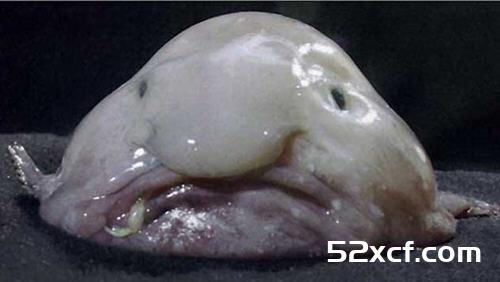 水滴鱼能吃吗？