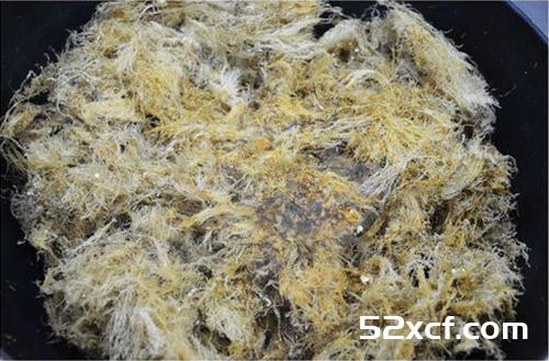 海菜凉粉的制作方法