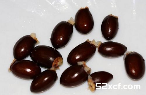 荔枝核的功效与作用及食用方法