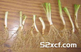 葱白水怎么煮效果最好