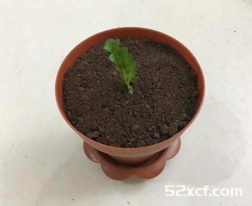 酸奶盆栽面包机版的做法