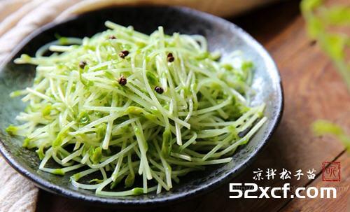 凉拌松子苗的做法