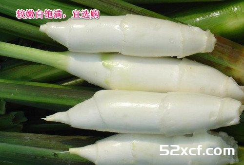 茭白的挑选方法附视频解说