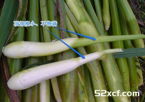 茭白的挑选方法附视频解说