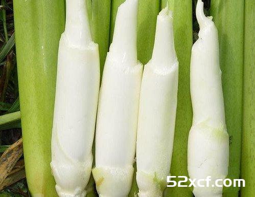 茭白的挑选方法附视频解说