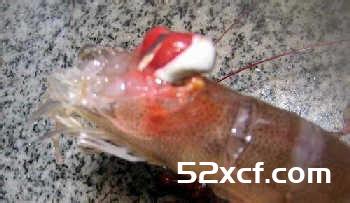 山葵酱明虾球的做法