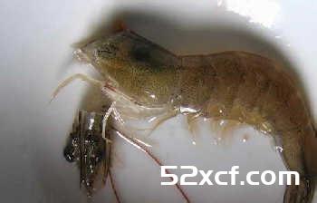 山葵酱明虾球的做法