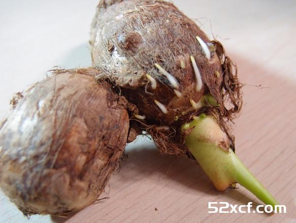芋头发芽能吃吗
