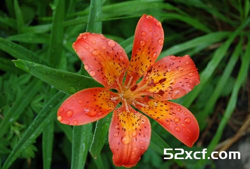 红花菜药用价值与功效