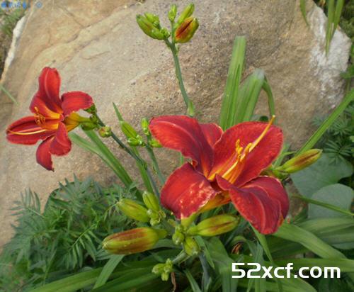 红花菜药用价值与功效