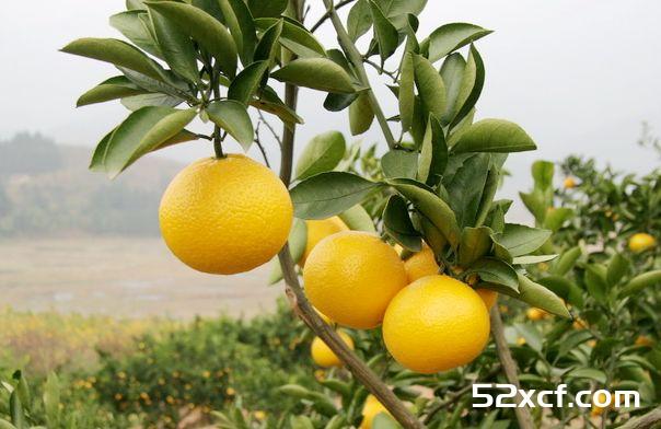 柚子在什么季节成熟(多品种分析)
