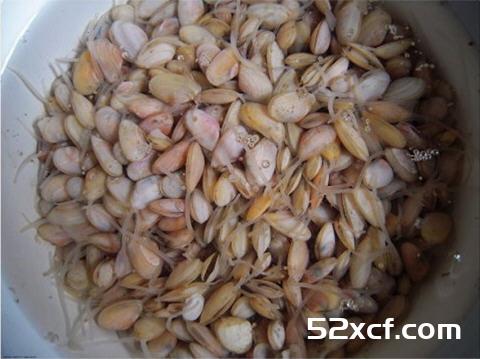 海瓜子的清洗方法图解