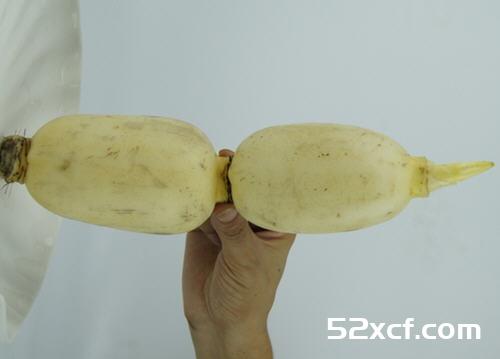 莲藕成色太白最好不要买