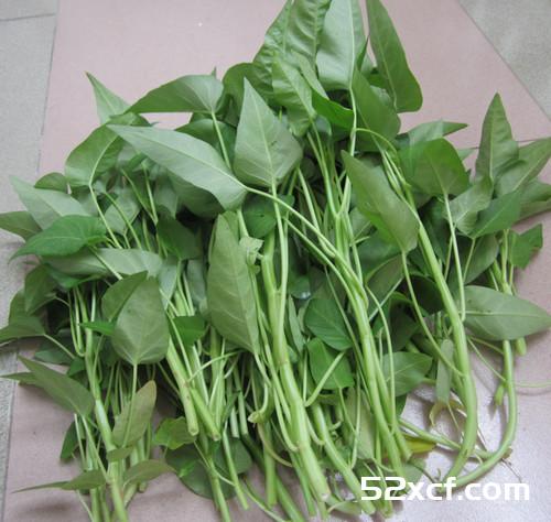 空心菜菜叶能吃吗？