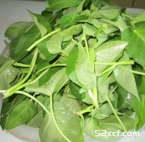 空心菜菜叶能吃吗？