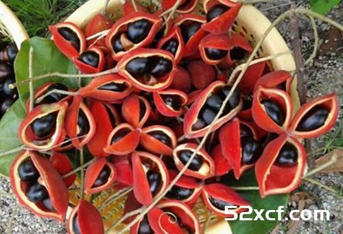 阿基果是什么水果？阿基果怎么吃好？