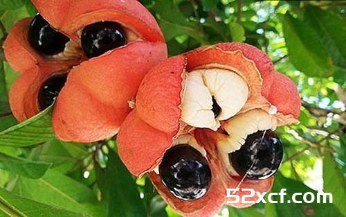 阿基果是什么水果？阿基果怎么吃好？