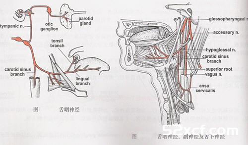 维生素e的作用及功能及副作用