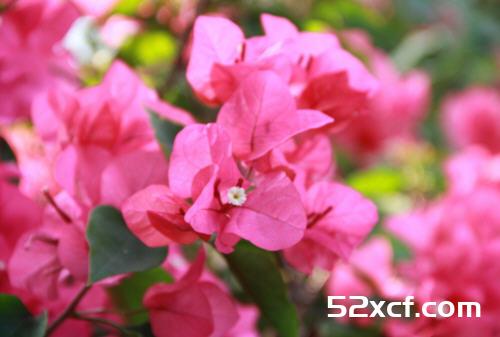 木棉花清热祛湿解毒的食疗秘方