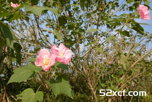 木棉花清热祛湿解毒的食疗秘方