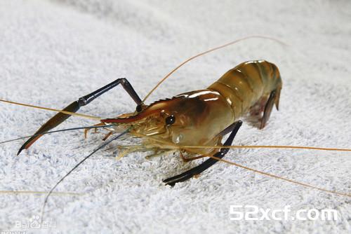 河虾是热性还是凉性？