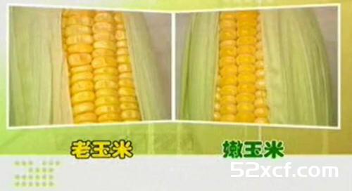 怎么样挑选玉米？玉米的选购方法图解