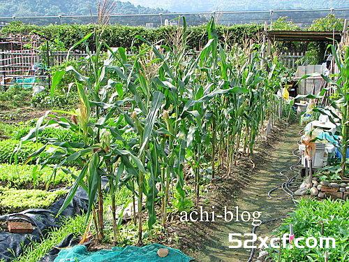 白玉米盆栽方法图解
