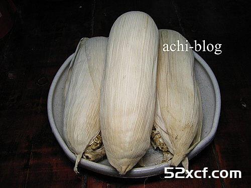 白玉米盆栽方法图解