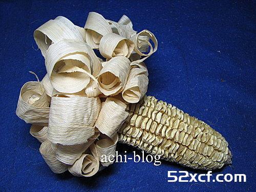 白玉米盆栽方法图解