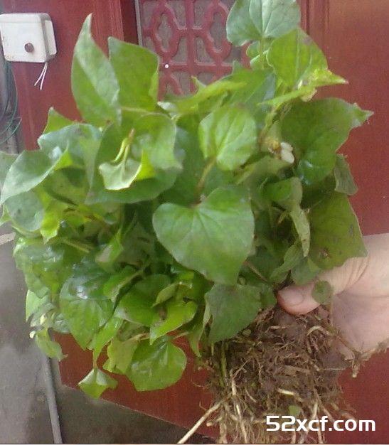 鱼腥草的神奇功效 既然能治这么多病