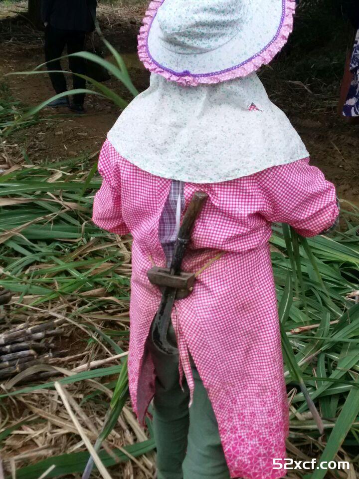 品蔗手工红糖的生产流程图解