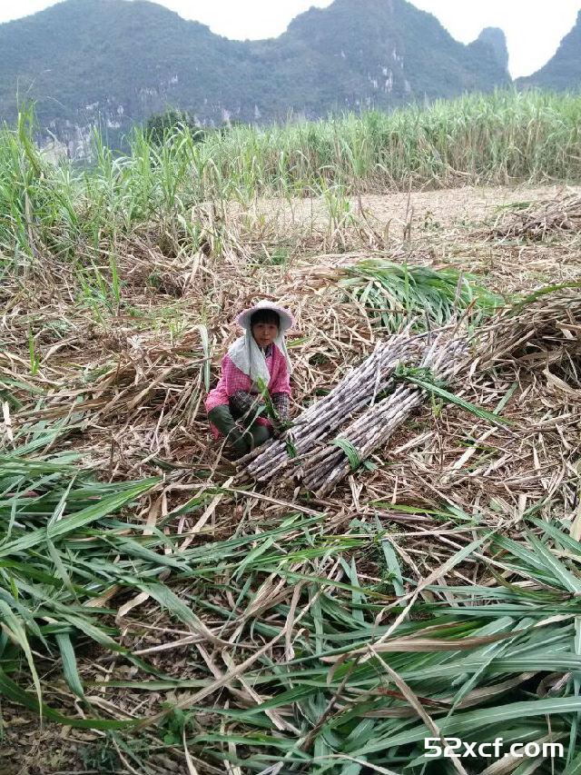 品蔗手工红糖的生产流程图解